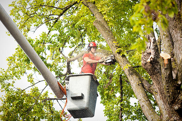 Best Utility Line Clearance  in Jasper, TX